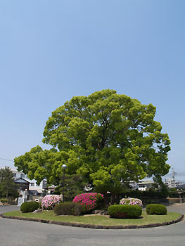 ZẽNXmL